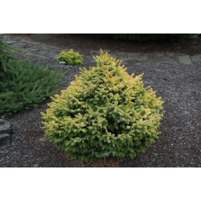 Picea omorika 'Golden Midget' - Golden Midget Serbian Spruce 