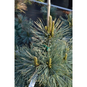 Pinus flexilis 'Extra Blue' - Extra Blue Limber Pine 