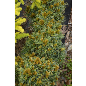 Pinus koraiensis 'Gee Broom' - Gee Broom Korean Pine 