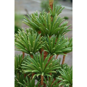 Sciadopitys verticillata 'Green Star' - Green Star Japanese Umbrella Pine 