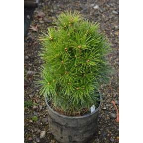 Sciadopitys verticillata 'Gruene Kugel' (‘Grune Kugel’) - 'Gruene Kugel' Japanese Umbrella Pine 