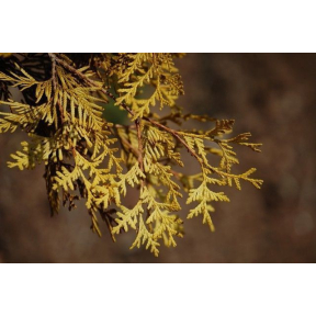 Thuja occidentalis 'Yellow Ribbon' - Yellow Ribbon White Cedar or Eastern Arborvitae 