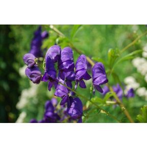 Aconitum henryi ‘Spark’s Variety’ - Spark’s Variety Monkshood