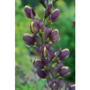 Baptisia x 'Chocolate Chip' - Chocolate Chip False Indigo 