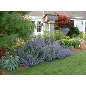 Nepeta x faassenii 'Walker's Low' - Walker's Low Faassen Catmint