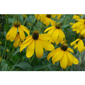 Rudbeckia laciniata 'Autumn Sun' - Cutleaf Coneflower