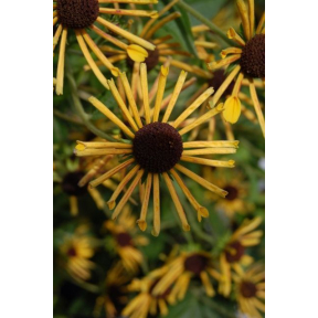 Rudbeckia subtomentosa 'Henry Eilers' - Henry Eilers Sweet Coneflower
