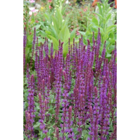Salvia nemerosa 'Caradonna' - Caradonna Sage