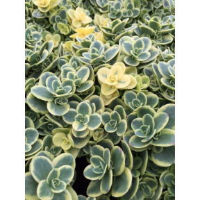 Sedum x ‘Lime Twister’ PPAF - Lime Twister Stonecrop