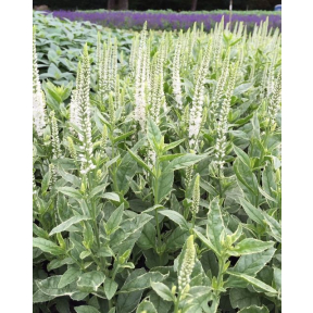 Veronica longifolia 'Charlotte' PP 23803 - Charlotte Long-leaf Speedwell 