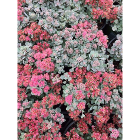 X Sedoro 'Blue Elf' PP 27113 - Blue Elf Stonecrop