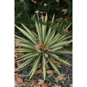 Yucca filamentosa 'Color Guard' - Color Guard Adam’s Needle Yucca