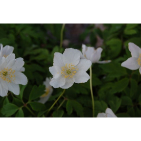 Anemone nemerosa 'Good White' - Wood Anemone