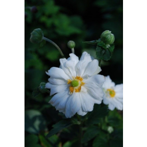 Anemone x hybrida 'Honorine Jobert' - Honorine Jobert Hybrid Japanese Anemone
