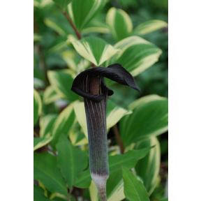 Arisaema serratum var. mayebarae - Mayebara's Cobra Lily