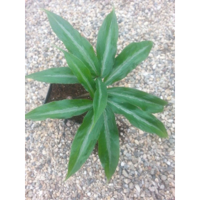 Arisaema thunbergii (Pattern Leaf Form) - Cobra Lily, Jack-in-the-Pulpit