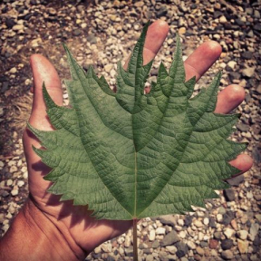 Boehmeria platanifolia - Japanese False Nettle