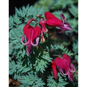 Dicentra x ‘Burning Hearts’ PP20797 - Burning Hearts Bleeding Heart
