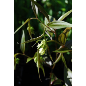 Disporum longistylum 'Night Heron' (Disporum cantoniense) - Night Heron Long Style Fairy Bells