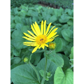 Doronicum pardalianches - Great Leopard Bane