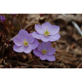 Jeffersonia dubia - Asian Twinleaf 