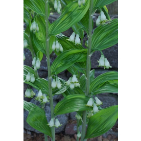 Polygonatum macranthum - Solomon’s Seal 