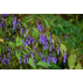 Plectranthus effusus var. longitubus (Rabdosia longituba) - Trumpet Spurflower