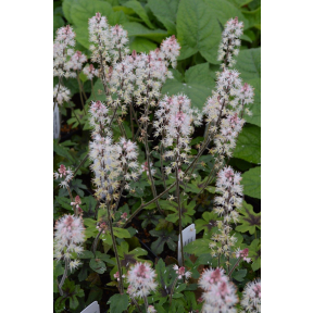 Tiarella cordifolia ‘Spring Symphony’ PP 12397 - Spring Symphony Foam Flower
