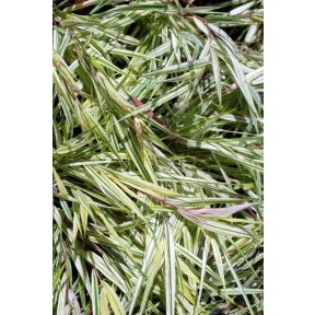 Hakonechloa macra 'Briform'  - Fubuki™ Hakone Grass