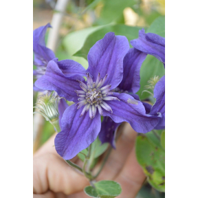 Clematis x 'Cleminov 51' Sapphire Indigo PP 17012 - Sapphire Indigo™ Hybrid Clematis