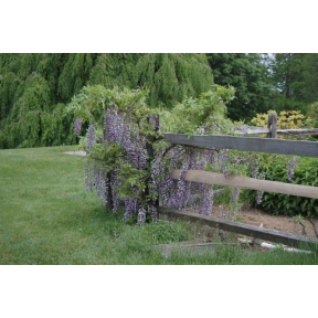 Wisteria floribunda - Japanese Wisteria