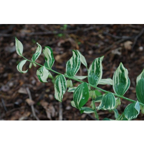 Polygonatum x hybridum 'Grace Barker' - Grace Barker Solomon's Seal