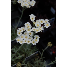 Achillea x 'Kellereri' - Hybrid Yarrow