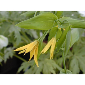 Uvularia grandiflora - Large Flowered Bellwort 