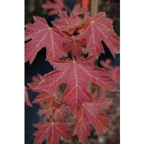 Acer macrophyllum 'Mocha Rose' - Mocha Rose Bigleaf Maple