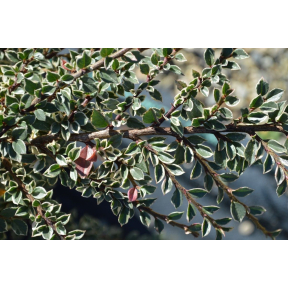 Cotoneaster horizontalis 'Variegatus'  - Variegated Rockspray Cotoneaster