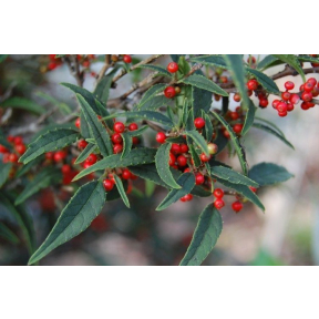 Ilex serrata 'Koshobai' - Koshobai Finetooth Holly 