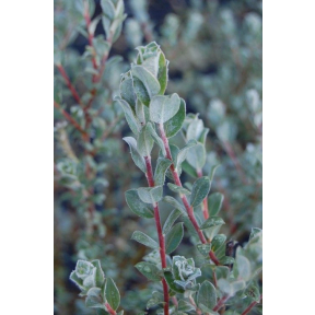 Salix areneria (Salix repens 'Arenaria') - Silver Creeping Willow