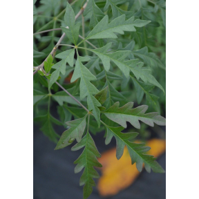 Vitex negundo 'Heterophylla' - Cut Leaf Chinese Caste Tree