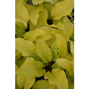 Hosta 'Mango Salsa' - Mango Salsa Hosta