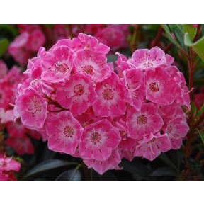 Kalmia latifolia 'Bridesmaid' - Bridesmaid Mountain Laurel