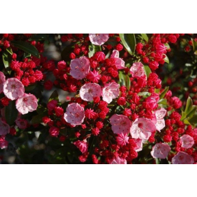 Kalmia latifolia 'Little Linda' - Little Linda Mountain Laurel