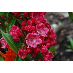 Kalmia latifolia 'Raspberry Glow' - Raspberry Glow Mountain Laurel