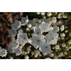 Kalmia latifolia 'Snowdrift' - Snowdrift Mountain Laurel