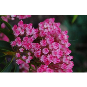 Kalmia latifolia 'Tightwad Too' - Tightwad Too Mountain Laurel