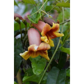 Bignonia capreolata 'Wabash Valley' - Wabash Valley Cross Vine