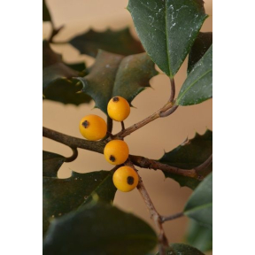 Ilex opaca 'Pride Yellow' - Pride Yellow American Holly