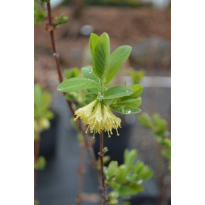 Lonicera caerulea 'Borealis' - Borealis Honeyberry