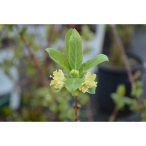 Lonicera caerulea 'Honey Bee' - Honey Bee Honeyberry