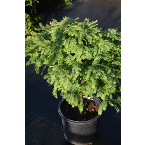 Metasequoia glyptostroboides 'Hamlet's Broom' - Hamlet's Broom Dawn Redwood